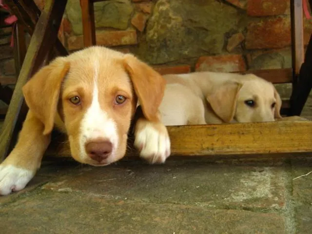 ラ ロドラ * フォイアーノ・デッラ・キアーナ