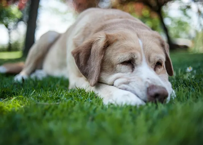 ラ ロドラ カントリーハウス フォイアーノ・デッラ・キアーナ